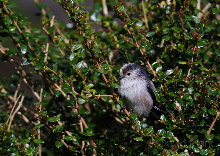 Long-tailed tit - A.JPG - Long-tailed tit - Gloucestershire